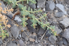 Euphorbia astyla