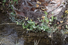 Flaveria chlorifolia