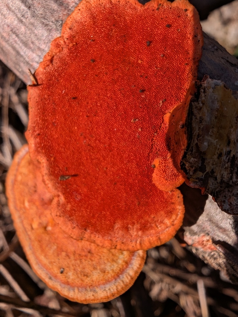 Trametes coccinea · March 2026 · photo: © atsushi_nakajima_cirque (iNaturalist, cc-by)