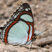 Double-banded Banner - Photo (c) Allen Chartier, some rights reserved (CC BY-NC), uploaded by Allen Chartier