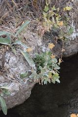 Flaveria chlorifolia