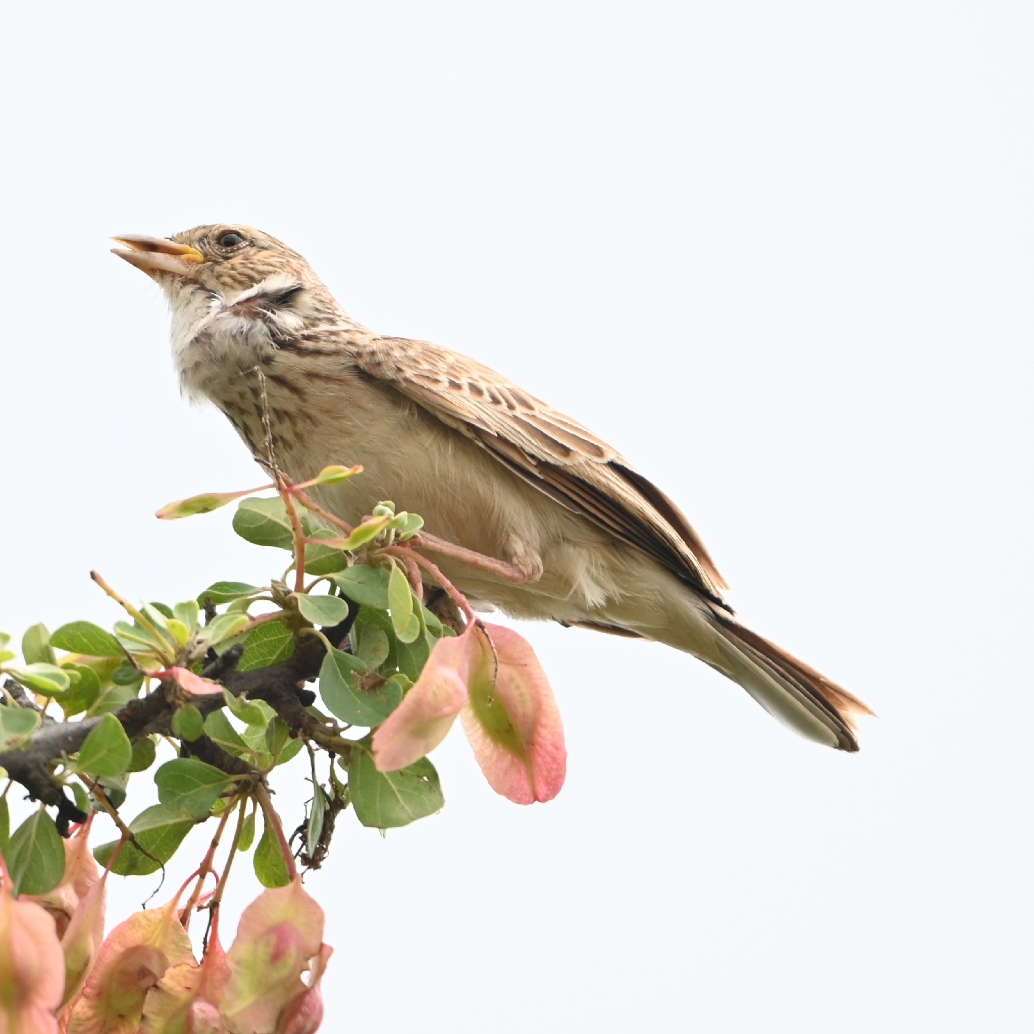 Monotonous Lark (Mirafra passerina), photo 5