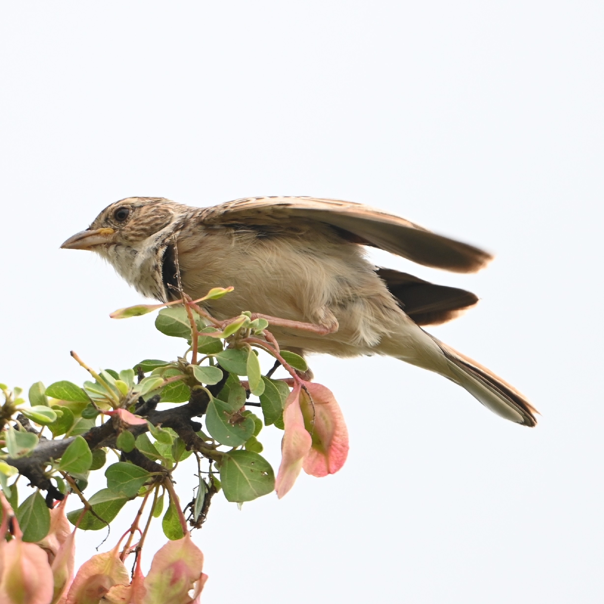 Monotonous Lark (Mirafra passerina), photo 6