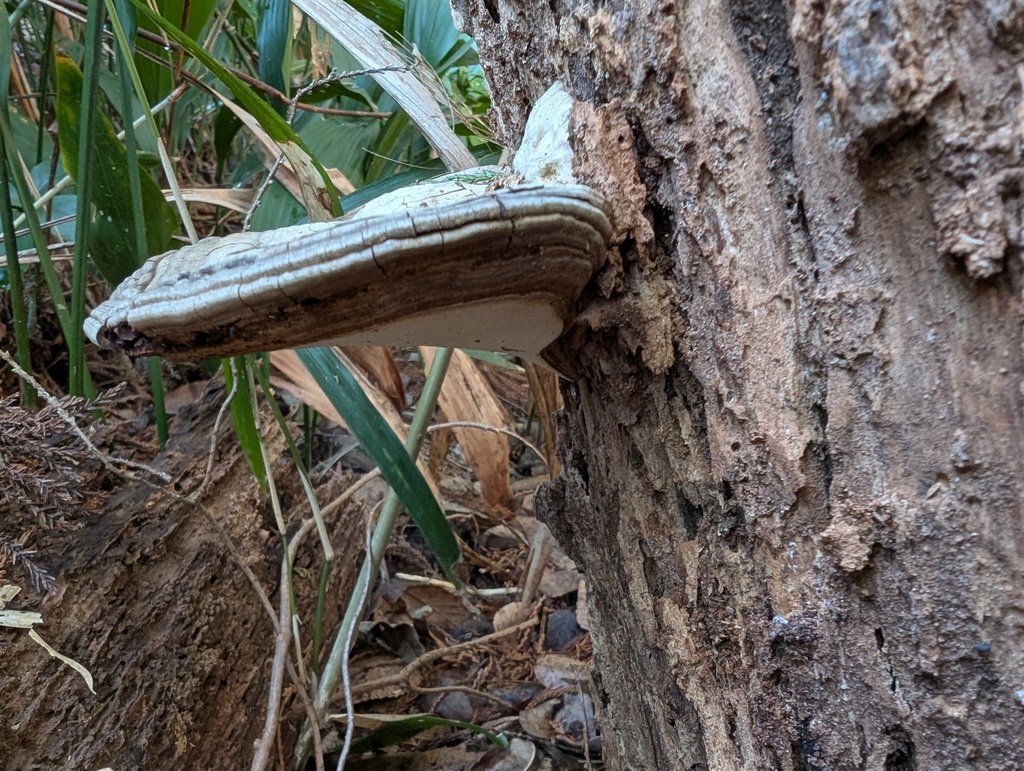 Ganoderma applanatum · March 2026 · photo: © atsushi_nakajima_cirque (iNaturalist, cc-by)