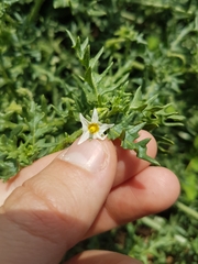 Solanum triflorum