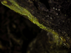 Fungi
