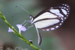 Moschoneura pinthous