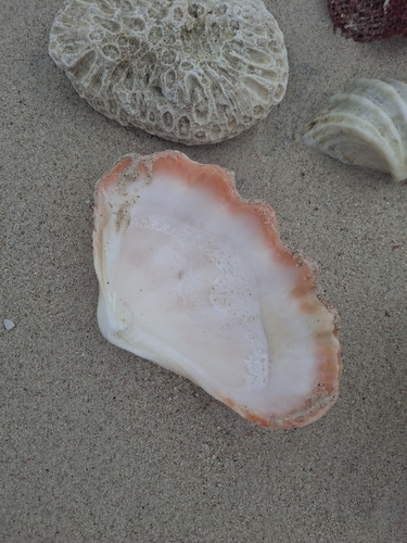 Tridacna crocea