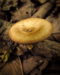 Fungi