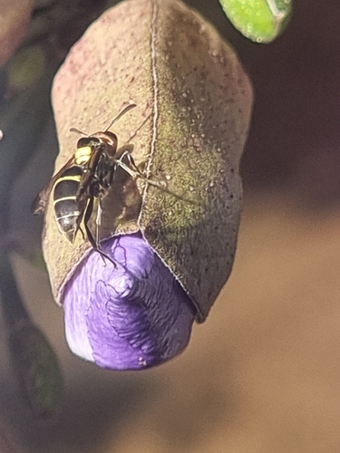 Red-headed Polybia Wasp