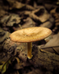 Fungi