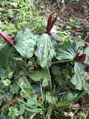 Trillium kurabayashii