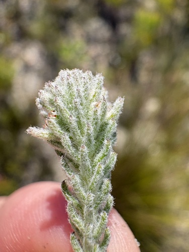 Soft Kolkol (Berzelia burchellii)