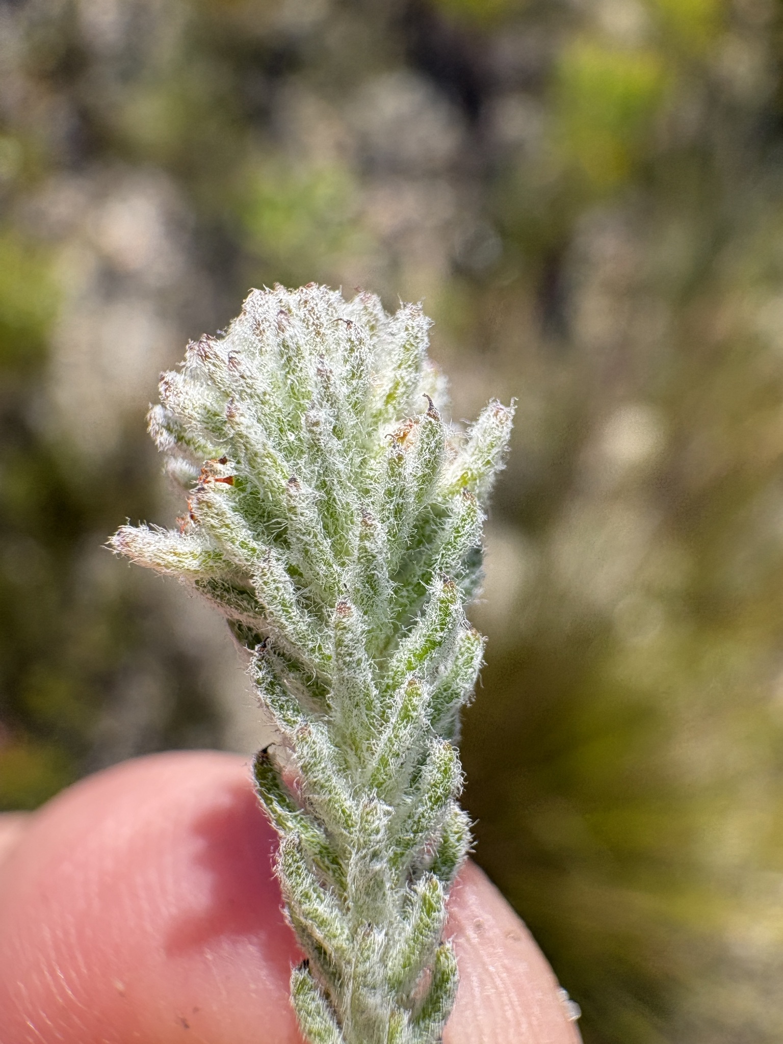 Soft Kolkol (Berzelia burchellii)