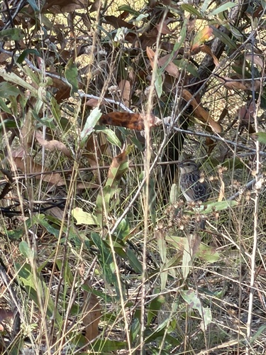 Bachman's Sparrow (Peucaea aestivalis)