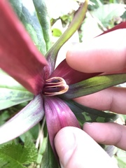 Trillium kurabayashii