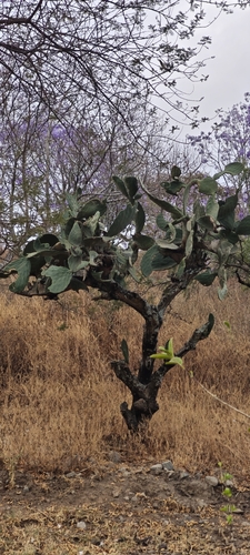Indian fig opuntia