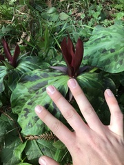 Trillium kurabayashii