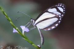 Moschoneura pinthous