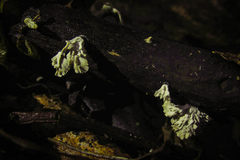 Fungi