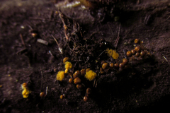 Mycetozoa