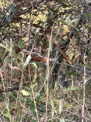 Bachman's Sparrow (Peucaea aestivalis), photo 2