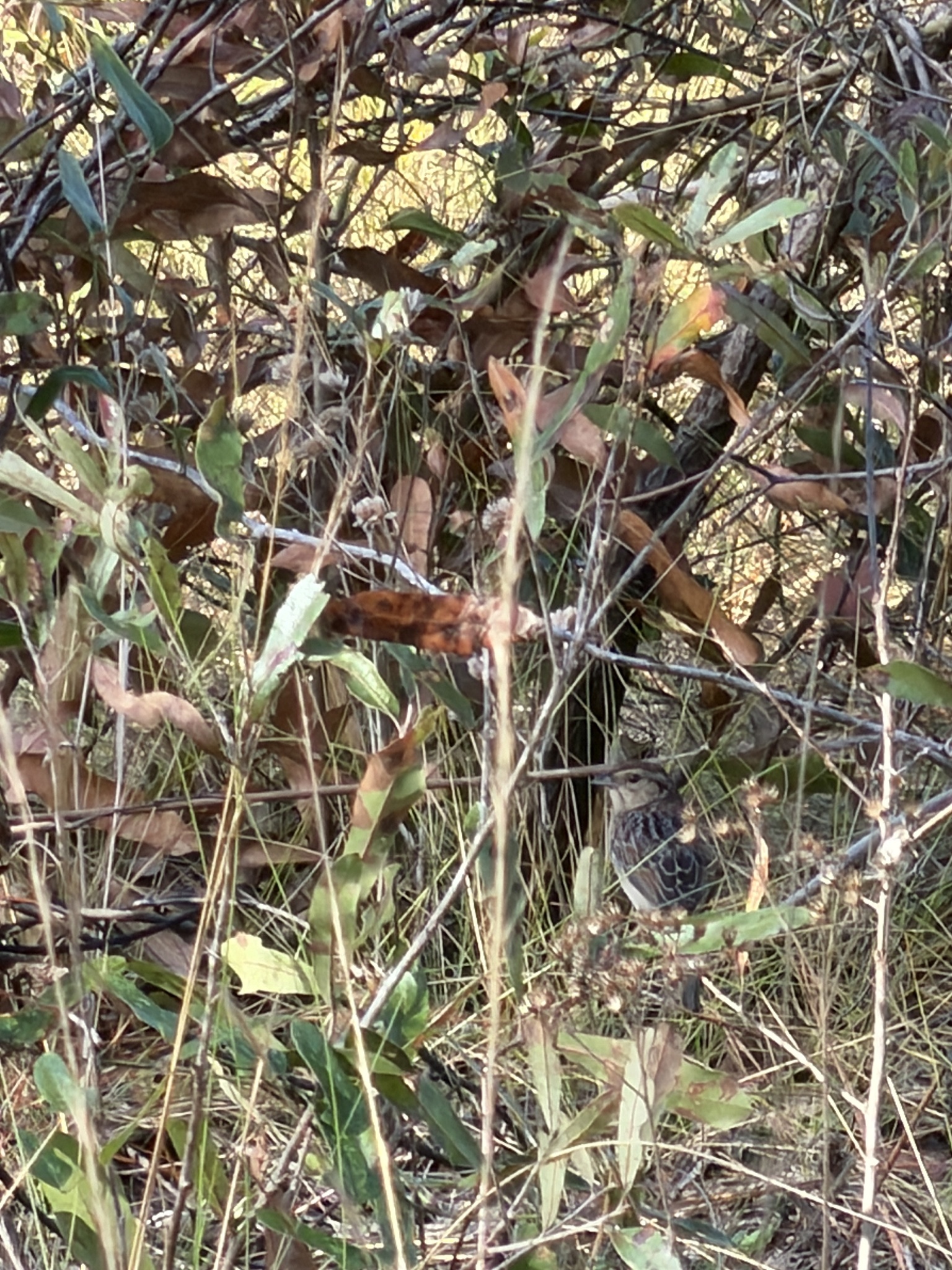 Bachman's Sparrow (Peucaea aestivalis), photo 2