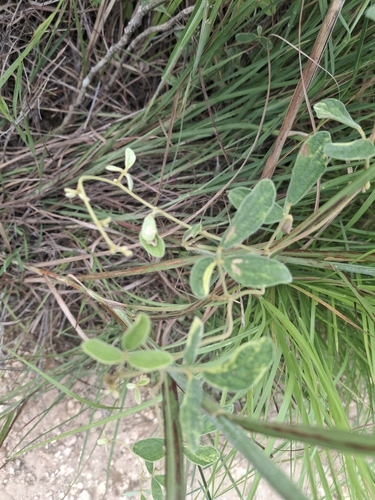 Showy Pigeonpea (Cajanus scarabaeoides)