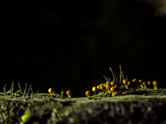 Mycetozoa