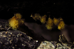 Mycetozoa
