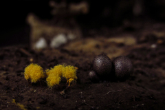 Mycetozoa