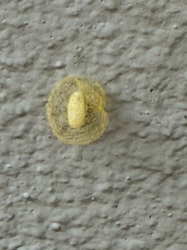 Glyptapanteles observed 2026-03-07