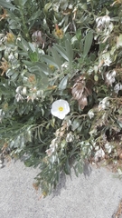 Convolvulus cneorum