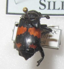 Nicrophorus hebes