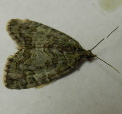 Hydriomena renunciata