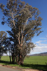Eucalyptus melliodora