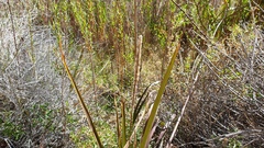 Imperata brevifolia