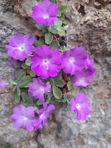 Allioni's Primrose (Primula allionii)