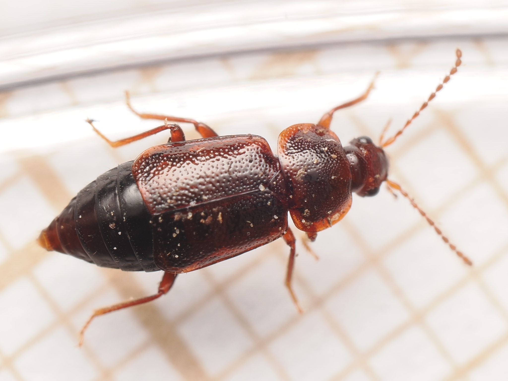 Olophrum fuscum