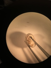Euchemotrema fraternum