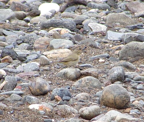 Avistamiento Mosquitero Común