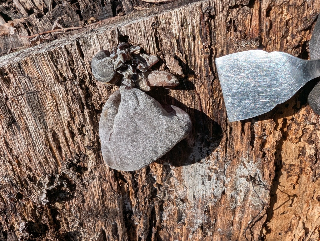Auricularia polytricha · March 2026 · photo: © atsushi_nakajima_cirque (iNaturalist, cc-by)