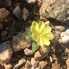 Oenothera primiveris