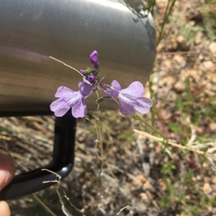 Nuttallanthus texanus