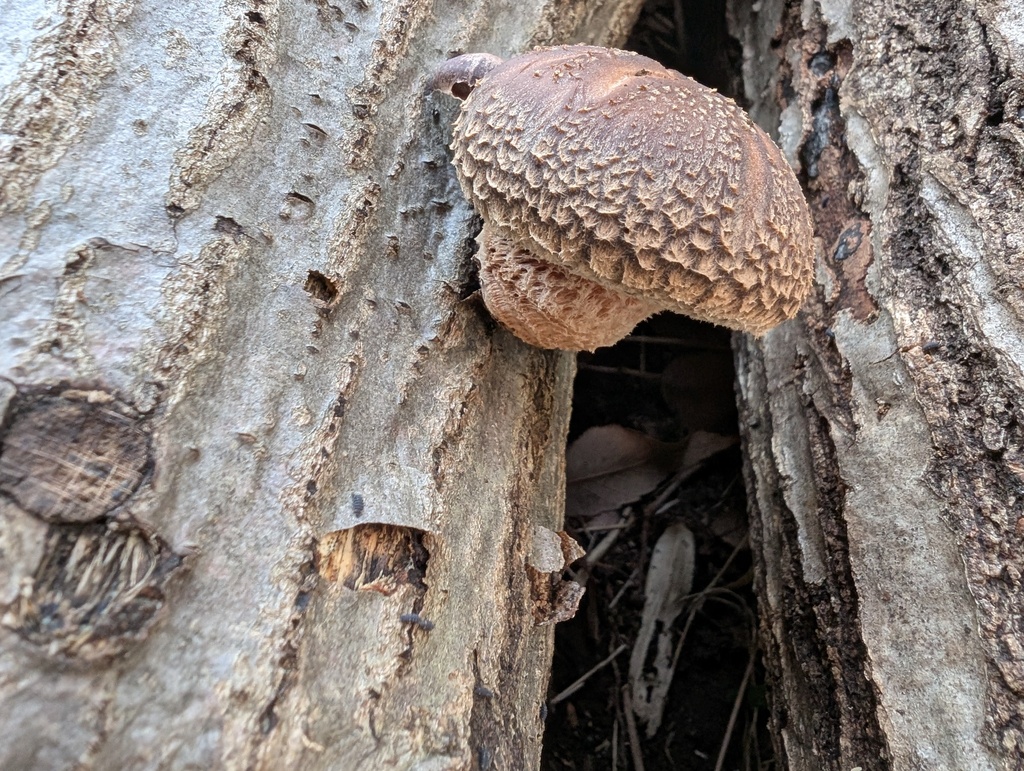 Lentinula edodes · March 2026 · photo: © atsushi_nakajima_cirque (iNaturalist, cc-by)