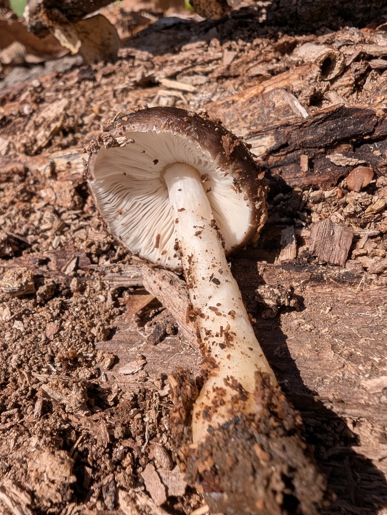 Pluteus cervinus · March 2026 · photo: © atsushi_nakajima_cirque (iNaturalist, cc-by)