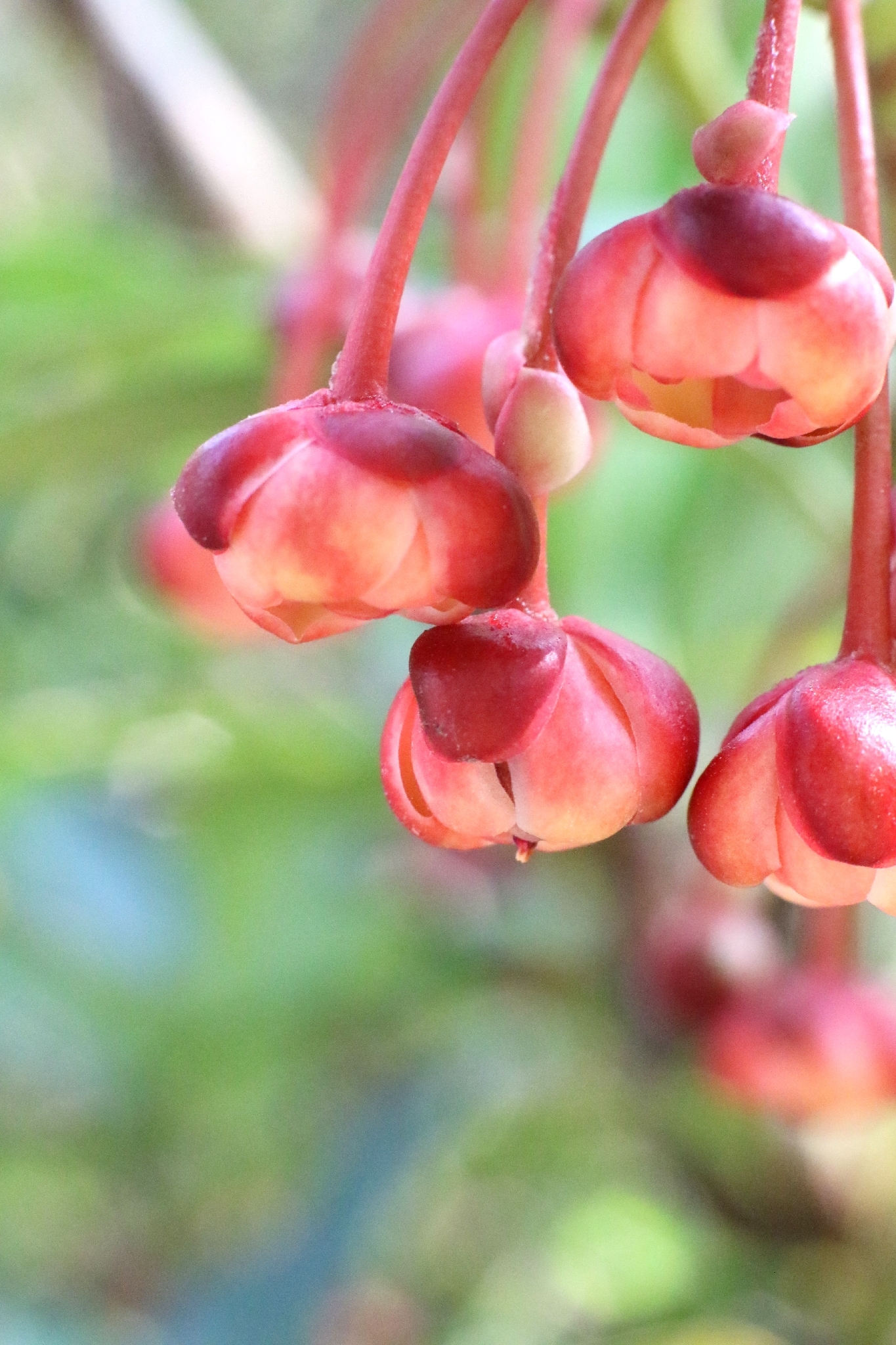 Illicium dunnianum