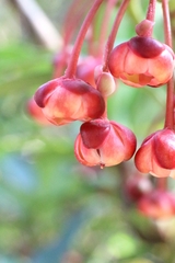 Illicium dunnianum