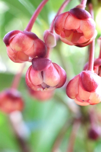 Illicium dunnianum, photograph 2