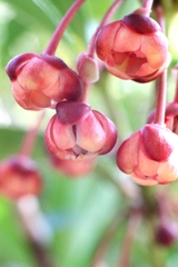 Illicium dunnianum, photograph author not stated, no rights reserved